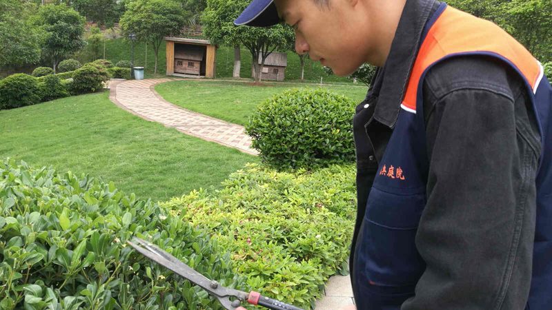垂直绿化养护标准