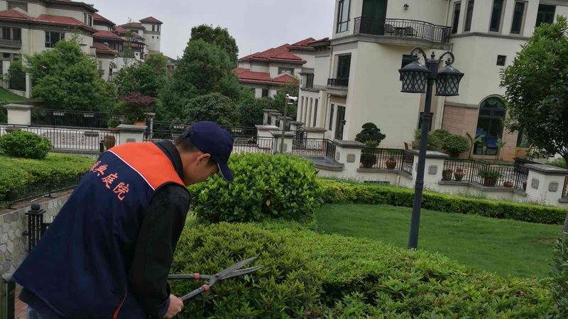 市政道路绿化乔木选择：如何兼顾美观与实用性