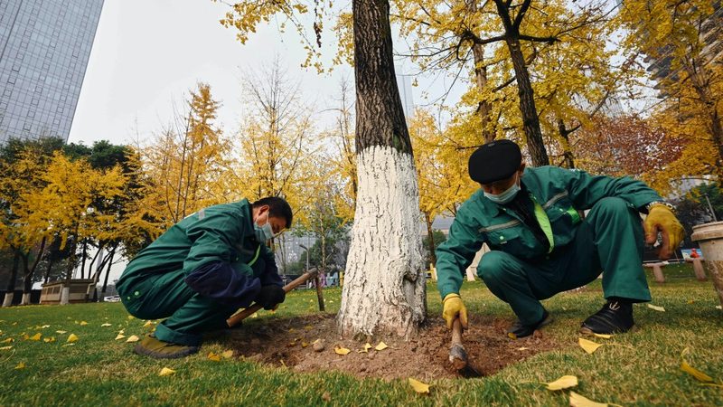 屋顶绿化植物种植步骤解析