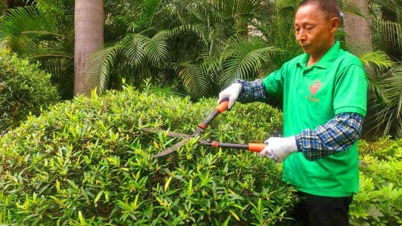 上海草坪养护公司口碑评价：如何甄别优质服务？**