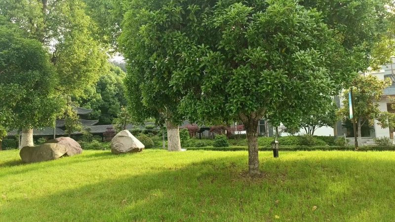 花卉租摆：厂家直销材质分类解析