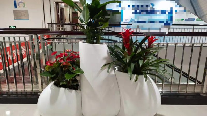 会议室植物租摆，如何选择适宜的品种？**