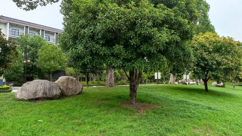 小型屋顶花园设计：打造城市绿洲的五大关键步骤