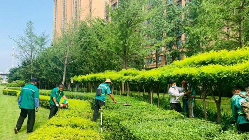 高羊茅草坪越冬，这些关键点你掌握了吗？**